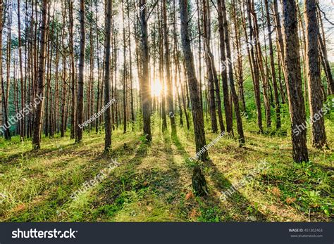 Scene Beautiful Sunset Summer Pine Forest Stock Photo 451302463