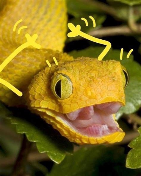 People Are Doodling On Snake Pics And The New Scenarios Are Hilarious