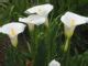 Zantedeschia Aethiopica Arum Lily World Of Flowering Plants