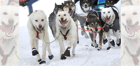 Why Are Sled Dogs Important