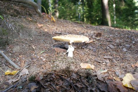 Pictures Of Mushrooms Wild Mushrooming Field And Forest Mycotopia
