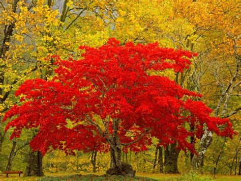 Red Trees Bing Images Autumn Trees Beautiful Tree Beautiful