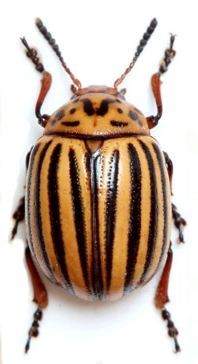Image Leptinotarsa Decemlineata Colorado Potato Beetle Beetle