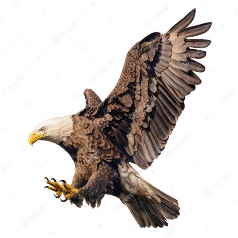 Premium Vector Bald Eagle Swoop Attack Hand Draw On White Background