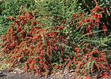 Get free shipping on qualified red rose bushes or buy online pick up in store today in the outdoors department. Bushes with red berries offer winter garden color ...