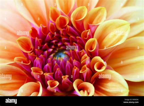 Beautiful Orange Dahlia Flower Closeup Flowers Stock Photo Alamy