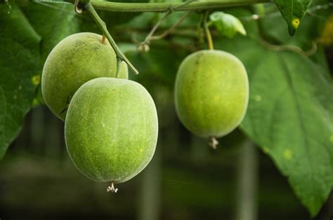 They're naturally present in citrus, apples, berries and more, giving these fruits their bite. 3 Pemanis Semulajadi Tidak Naikkan Gula Dalam Darah ...