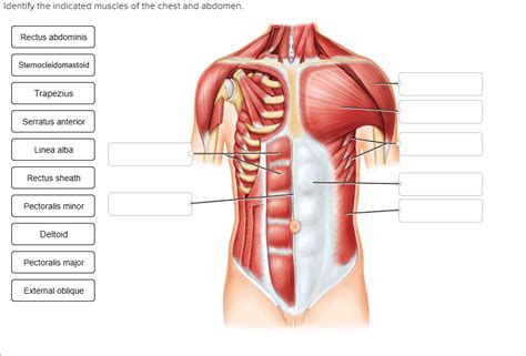 Solved Identify The Indicated Muscles Of The Chest And Chegg Com