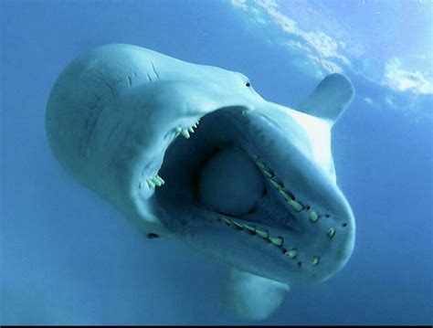 Belugas Imitam A Voz Humana Venha Conhecer Mar Sem Fim