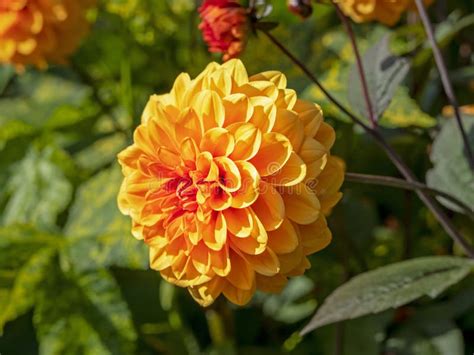 Beautiful Orange Double Dahlia Flower In A Garden Stock Photo Image