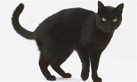 Generation Selfie Is Spurning Black Cats Life And Style The Guardian