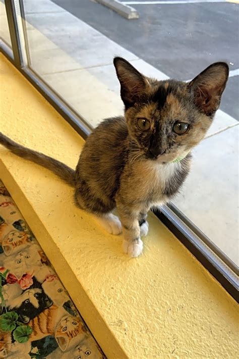 Adoption fees are due at the time of the meet and greet to finalize your adoption and hold the kitten. Looking for a kitty to take home? These Las Vegas-based ...