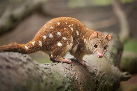 The Six Species Of Quoll Found In Oceania