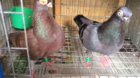 Budapest Tumbler Pigeons Palomas For Sale 954 448 9667 Youtube