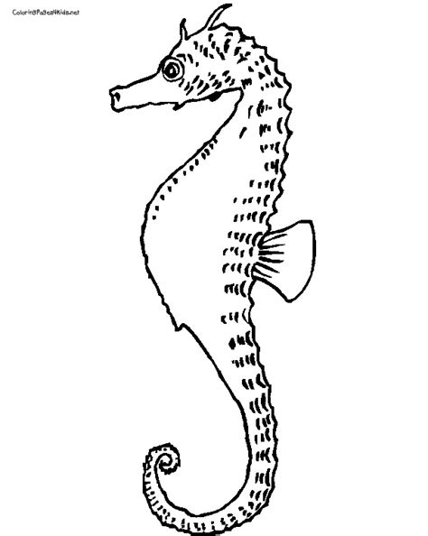 The best free seahorse drawing images. Seahorse Coloring Pages - GetColoringPages.com