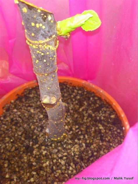 Cara saya membuat media tanam buah tin paling bagus untuk ditanam dalam pot outdoor (bukan di greenhouse). Belajar penanaman pokok tin dengan mudah. Maklumat pokok ...