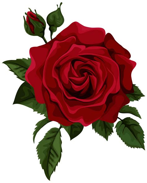 Red Rose With Bud Transparent Png Clip Art Picture Red Rose Drawing