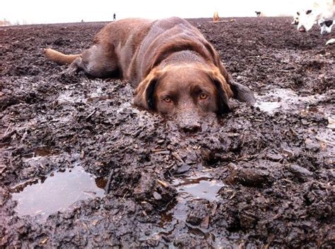 20 Things All Labrador Owners Must Never Forget The Last One Brought