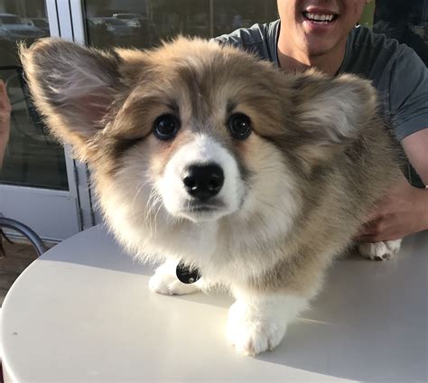 Pin By Lia Nutter On Puppers Fluffy Corgi Puppies Fluffy Corgi