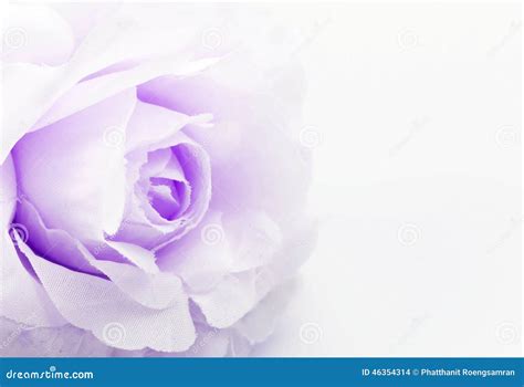 Rose Fake Flower On White Background Soft Focus Stock Photo Image Of