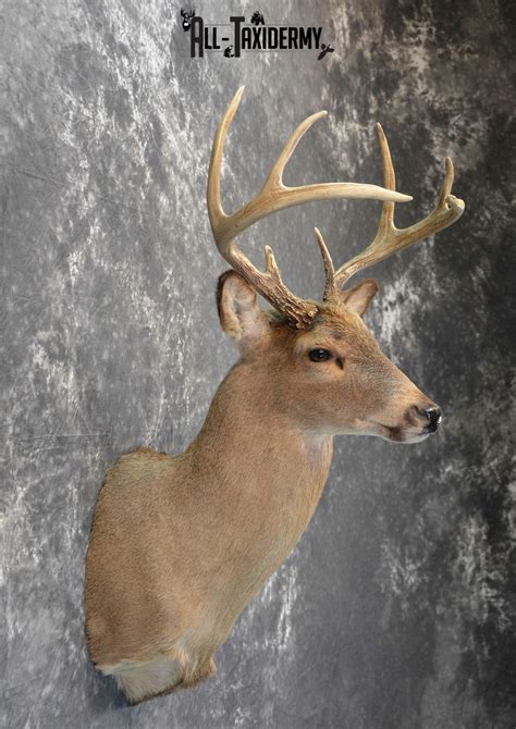 Whitetail Deer Taxidermy For Sale Sku 1028 All Taxidermy
