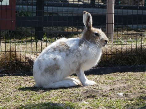 旭川市旭山動物園 公式 On Twitter ただいま休園中 四兎四様🐇 エゾユキウサギの換毛が進んでいます。 旭山動物園