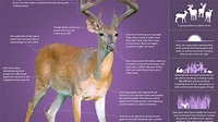 The Private Life of Deer | Infographic: Learn About the Whitetailed ...