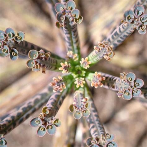 Home And Living Kalanchoe Tubiflora Mother Of Millions Or Chandelier
