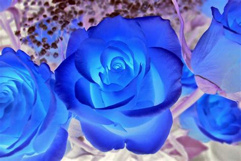 Pinterest Rose Cr ¯`·¸ Beautiful Flowers Blue Flowers Flowers