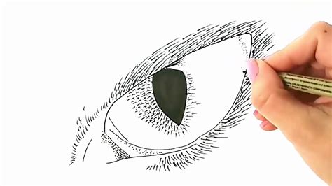 How To Draw Wolf Eye Youtube