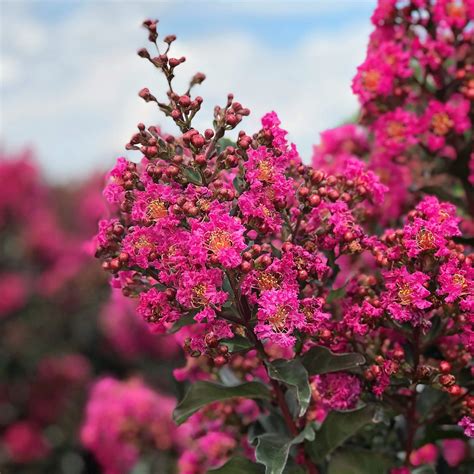 Crape Myrtle Plum Magic Beautiful Vibrant Fuchsia Pink Blooms Pixies