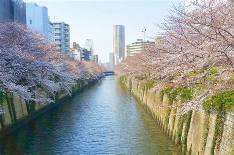I Went To Meguro River Cherry Blossoms Promenade In Tokyo Spring 🌸
