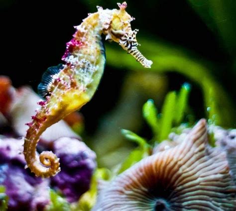 Pembiakan beberapa rumput laut cukup kompleks. 28+ Terbaru Gambar Binatang Kuda Laut