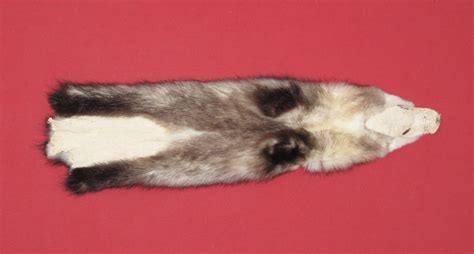 Tanned Furs Opossum 7220 0719