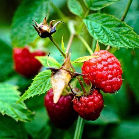 Thornless Red Raspberry With Soils Just Berry Plants