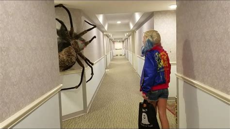 World S Largest Spider Ever Large Spiders Worlds Largest Large