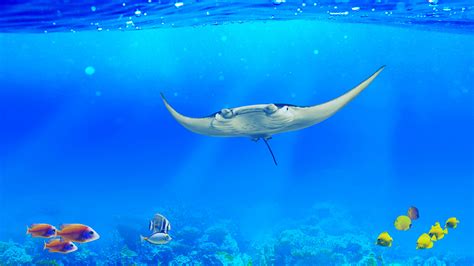 Manta Ray Wallpaper 4k Underwater Ocean Life Fishes
