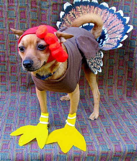 10 Adorable Dogs Dressed Up For Thanksgiving Mom Dont No Mom Ahhh