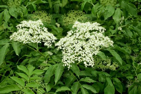 American Elderberry Plant Care And Growing Guide