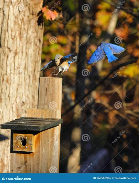 Closeup Of A Couple Of Eastern Bluebirds Approaching A Birdhouse Stock