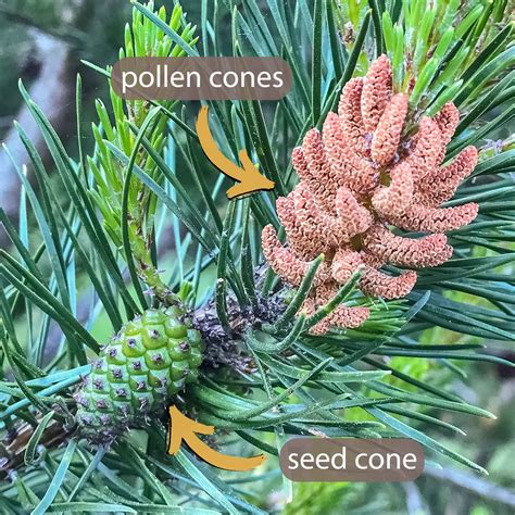 What Are Female Cones And Male Cones — Trees Pacific Northwest