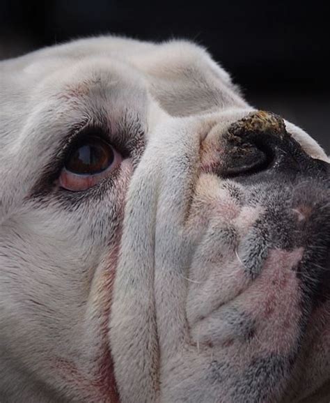 7 Causes Of A Crusty Nose In Dogs Dog Discoveries