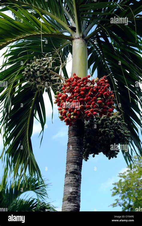 Royal Palm Fruit Roystonea Regia Stock Photo Alamy