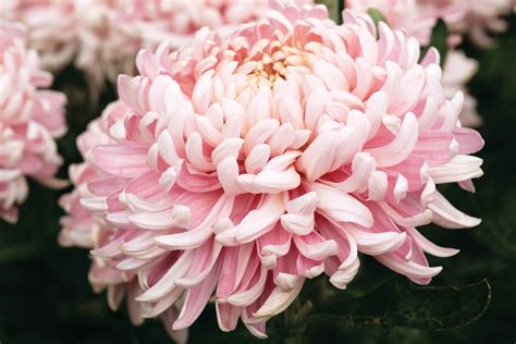 Allouise Pink Chrysanthemum Plants Late From Woolmans Chrysanthemums