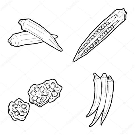 Coloring Pages Illustration Okra Vector Illustration Hand Drawn