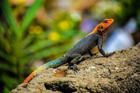 Rüyada Kertenkele Görmek: Sinsi Düşmanlar Gizli Kalmış Sırlar Her An