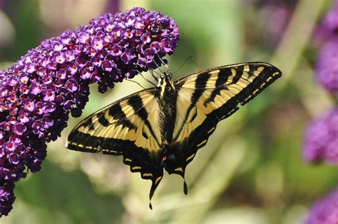 5 Western Tiger Swallowtail Butterfly Facts Jake S Nature Blog