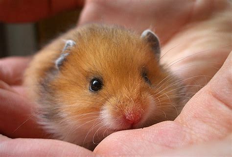 Tiny Hamster By ~dimmok Hamster Breeds Baby Hamster Hamster
