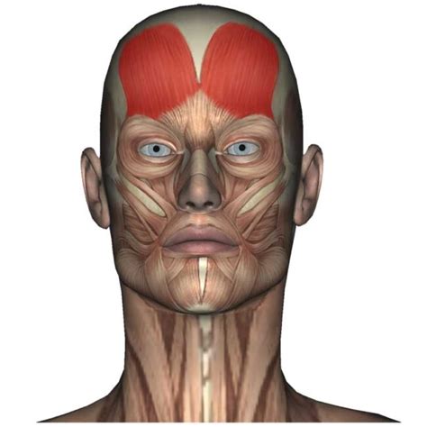 Frontalis Muscle Forehead Sinus Pain Headaches The Wellness Digest