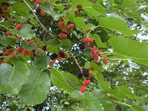 Mulberry Season Approaches Urban Forest Dweller